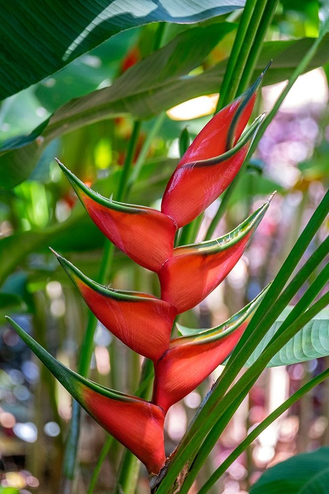 Heliconia